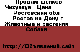 Продам щенков Чихуахуа › Цена ­ 6 000 - Ростовская обл., Ростов-на-Дону г. Животные и растения » Собаки   